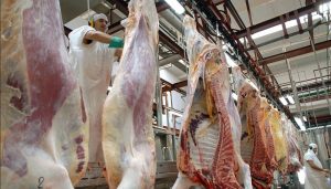 carne exportaciones infocampo