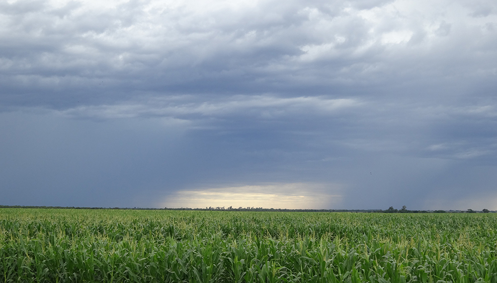 Las lluvias de los últimos días del año 2019 aseguraron el potencial de rinde de la soja y el maíz.