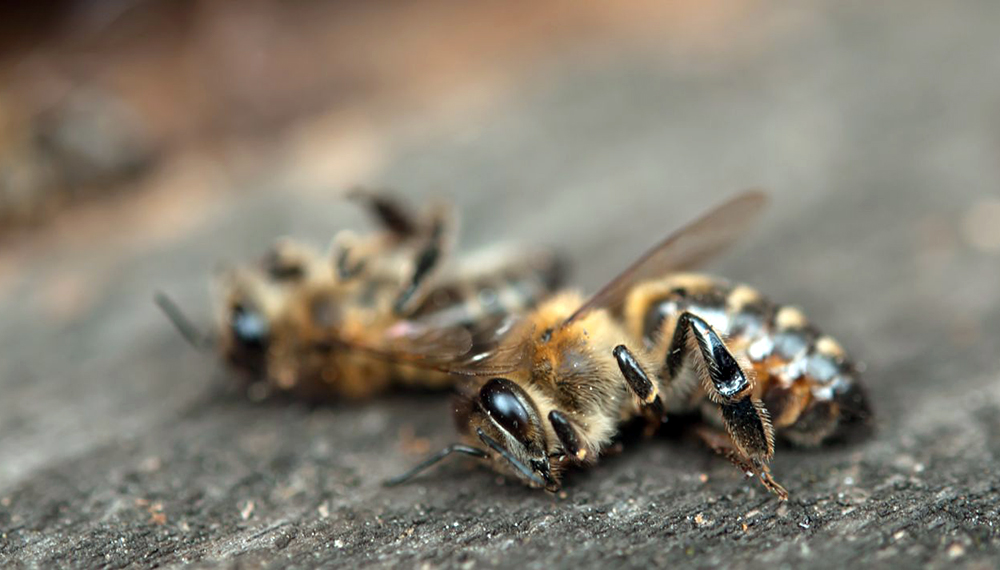 Abejas en riesgo los pesticidas que combaten a mosquitos del zika