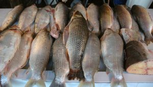 El sábalo, uno de los productos que deja de pagar retenciones.