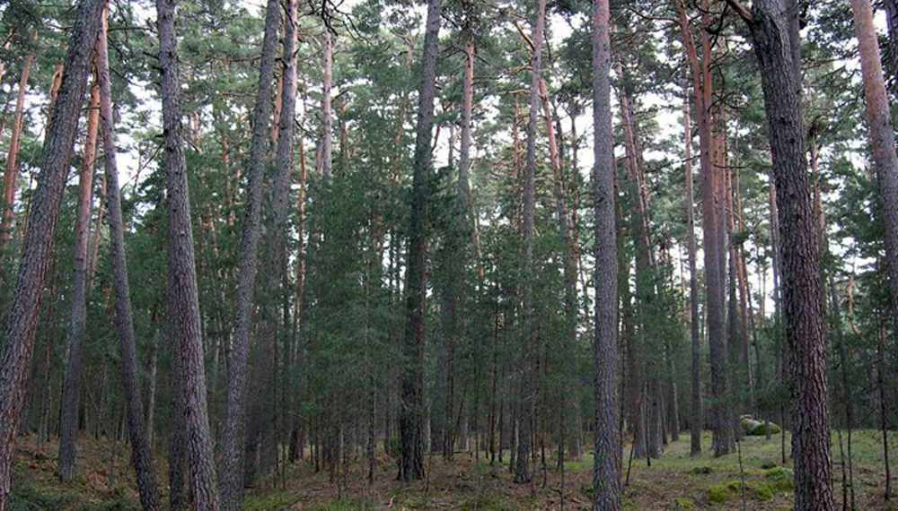 bosques cultivados