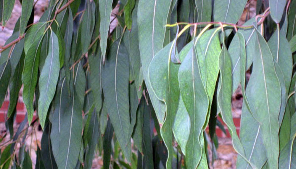 Modernización Objeción solamente Eucalipto: las plantaciones comerciales alteran el crecimiento de las  larvas de anfibios