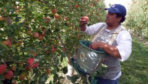 cosecha fruta manzana impositiva