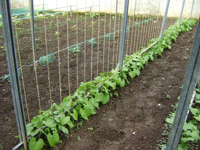 Cómo conducir los tomates de tu huerta en casa de la forma más eficiente Cómo conducir los tomates de tu huerta en casa de la forma más eficiente