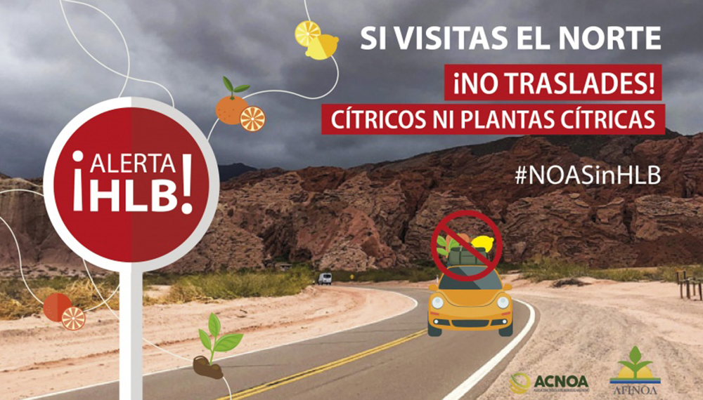 Prohíben el ingreso de cítricos al NOA en enero y febrero para prevenir el HLB 1 hlb campana 1