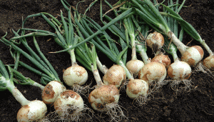 5-Consejos-Para-Cultivar-Grandes-Cebollas