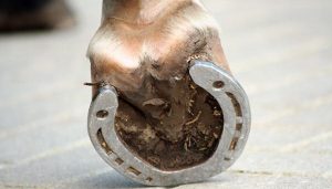 Cuidado y prevención de enfermedades en los cascos de los caballos