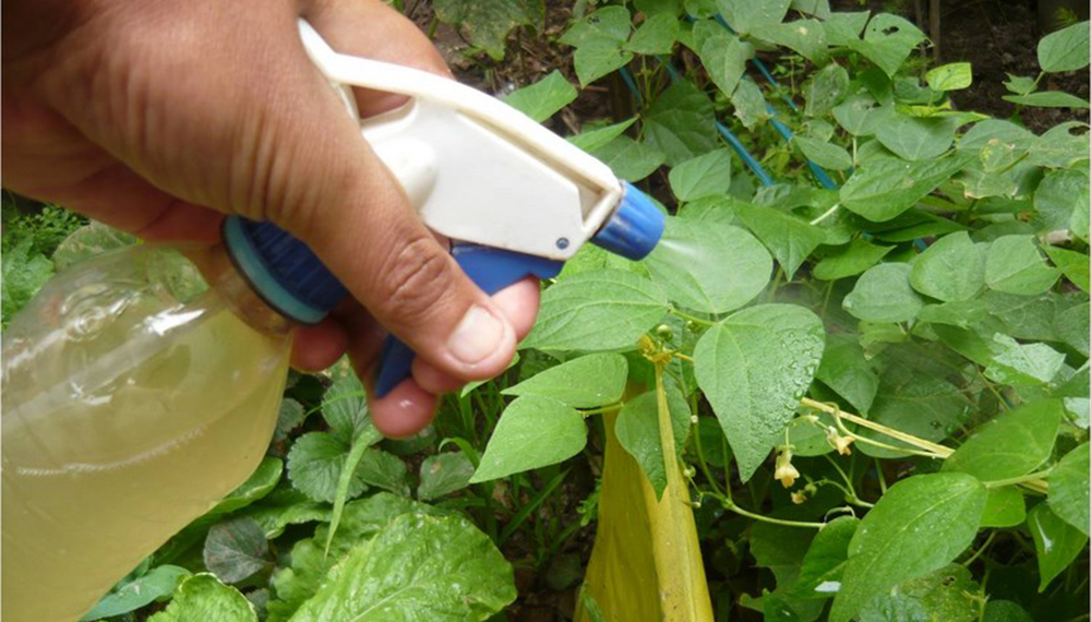 Los ocho insecticidas caseros más fáciles de elaborar para eliminar plagas  de tu huerta