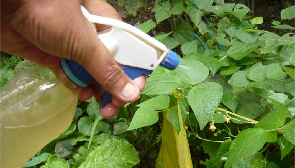 Los ocho insecticidas caseros más fáciles de elaborar para plagas de tu huerta