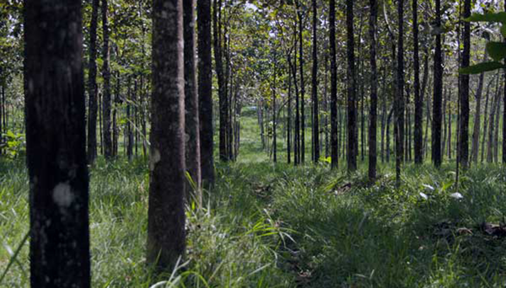 Plantaciones Forestales Comerciales 1