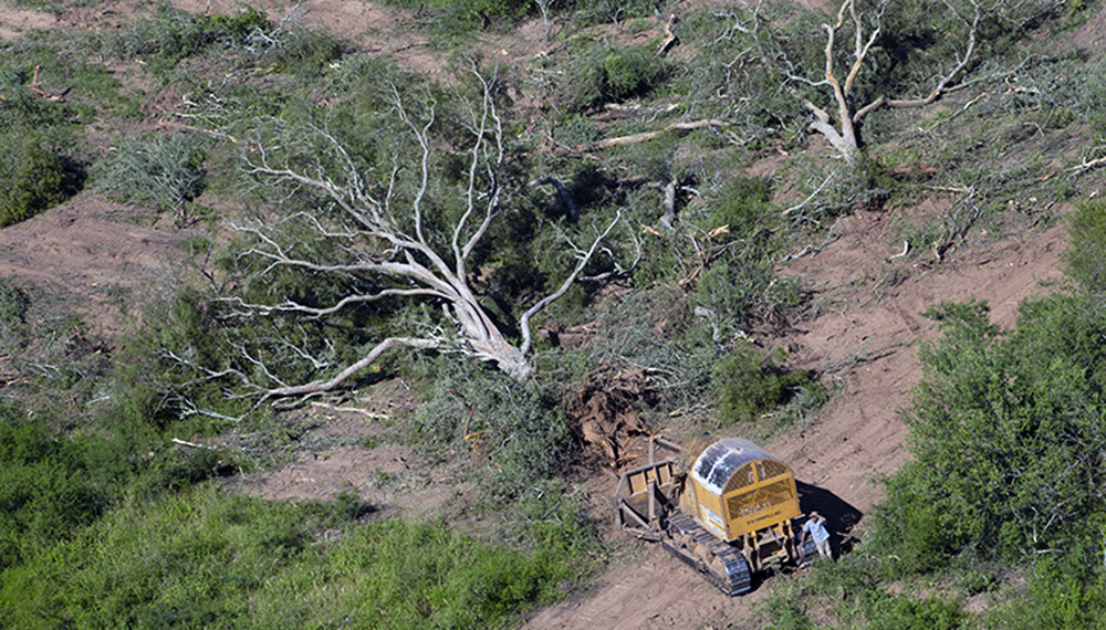 Argentina está entre los 10 países que más destruyen sus bosques ...