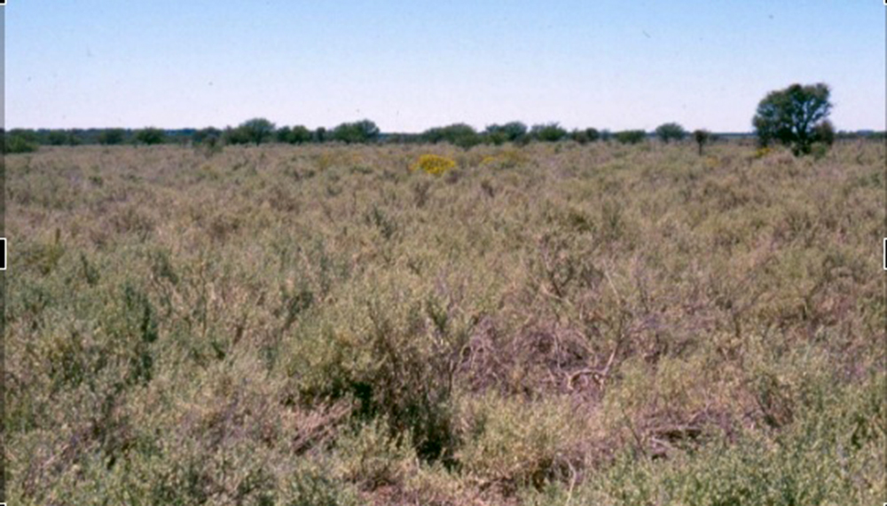 campo1