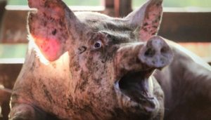 Senasa-triquinosis-cerdos-silvestres