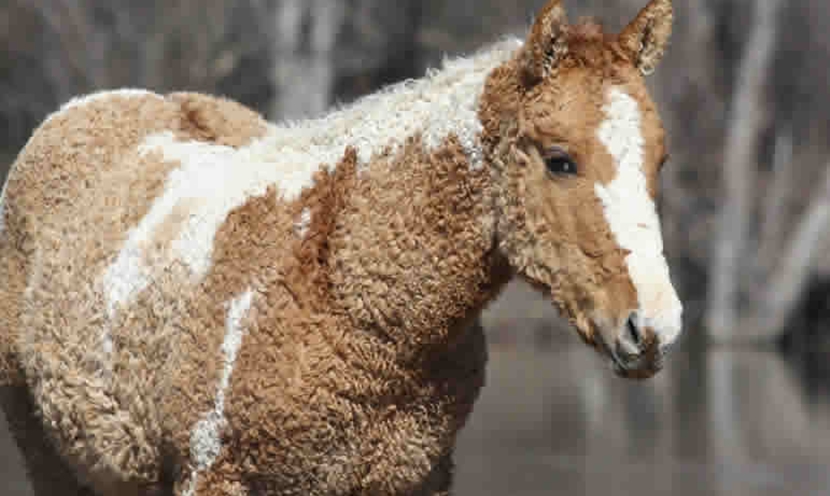 Razas de caballos: las diez razas más particulares y elegidas en el mundo