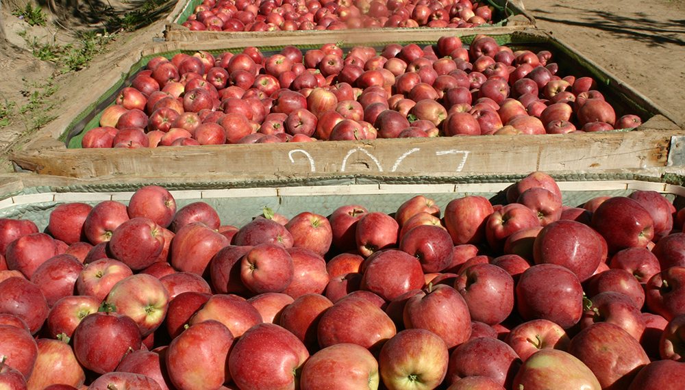 Avance en las certificaciones electrónicas: Argentina acordó con Bolivia una renovación para el comercio de vegetales