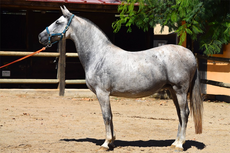 andaluz caballo