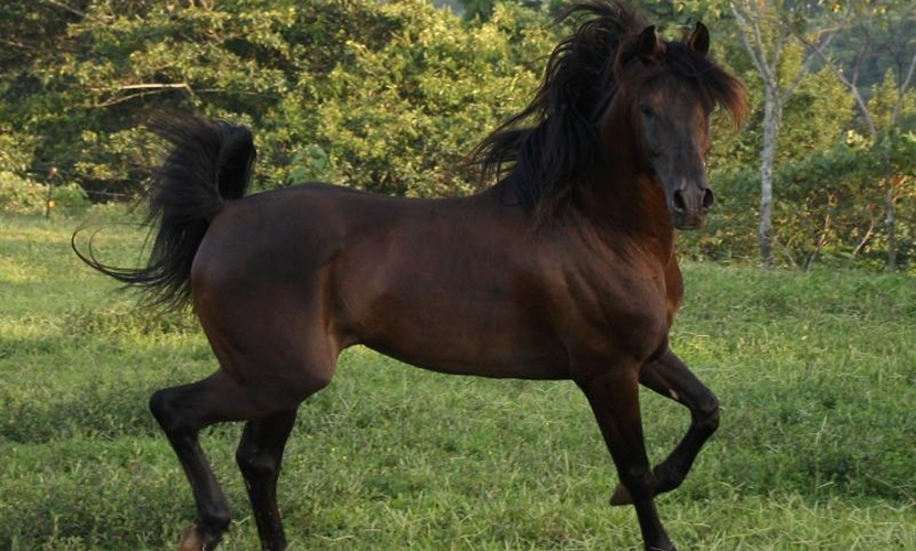Razas de caballos: las diez razas más particulares y elegidas en el mundo