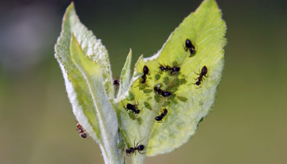 huerta hormigas