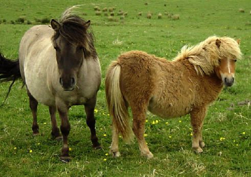 Razas de caballos: las diez razas más particulares y elegidas en el mundo