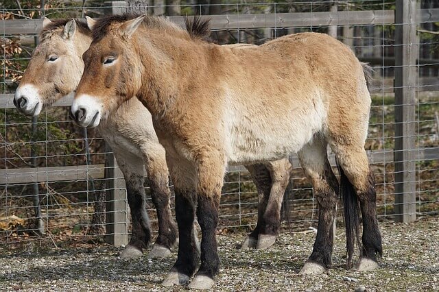 Razas de caballos: las diez razas más particulares y elegidas en el mundo