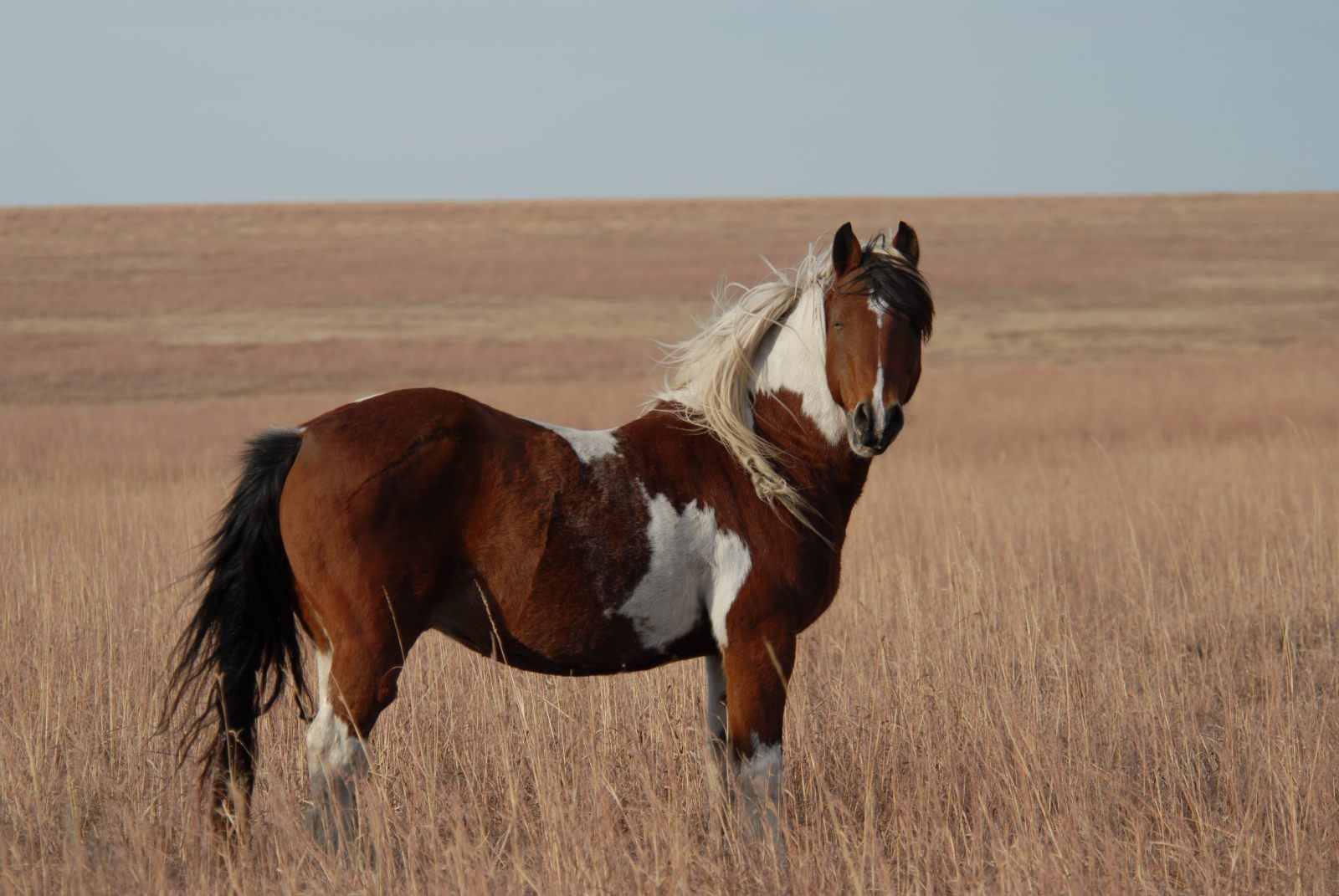 Razas de caballos: las diez razas más particulares y elegidas en el mundo