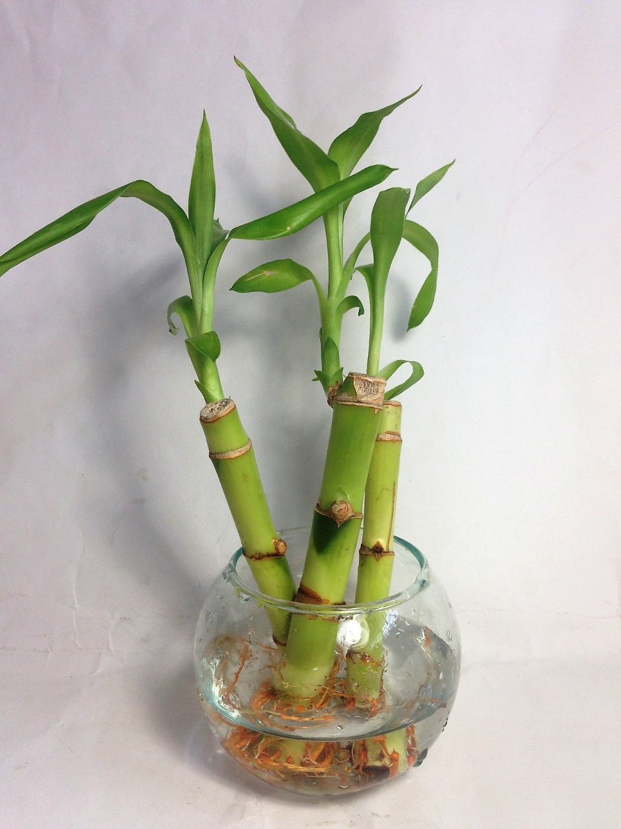 bambú de la suerte