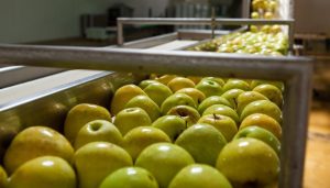 cosecha fruta manzana impositiva