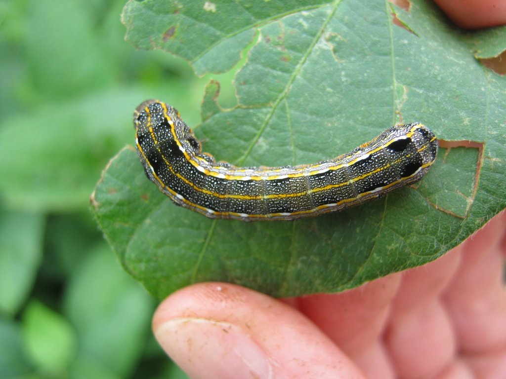 oruga militar tardia