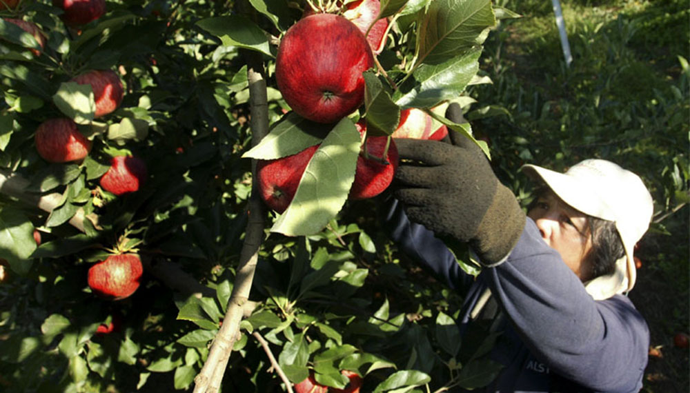 Tarjeta Alimentaria: Río Negro quiere incluir las frutas regionales.