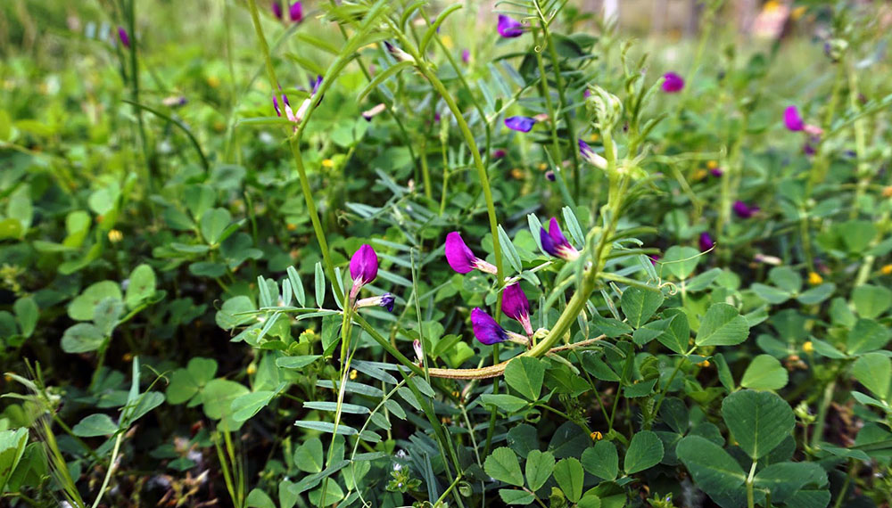 vicia sativa