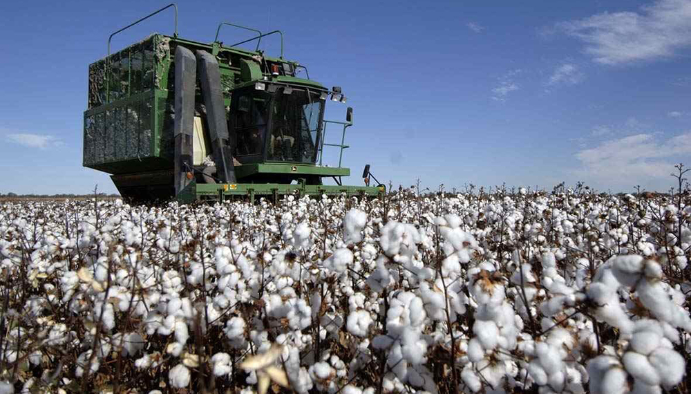 Aumentaría 10% la siembra de algodón: proyectan 500 mil hectáreas 1 cosecha algodon