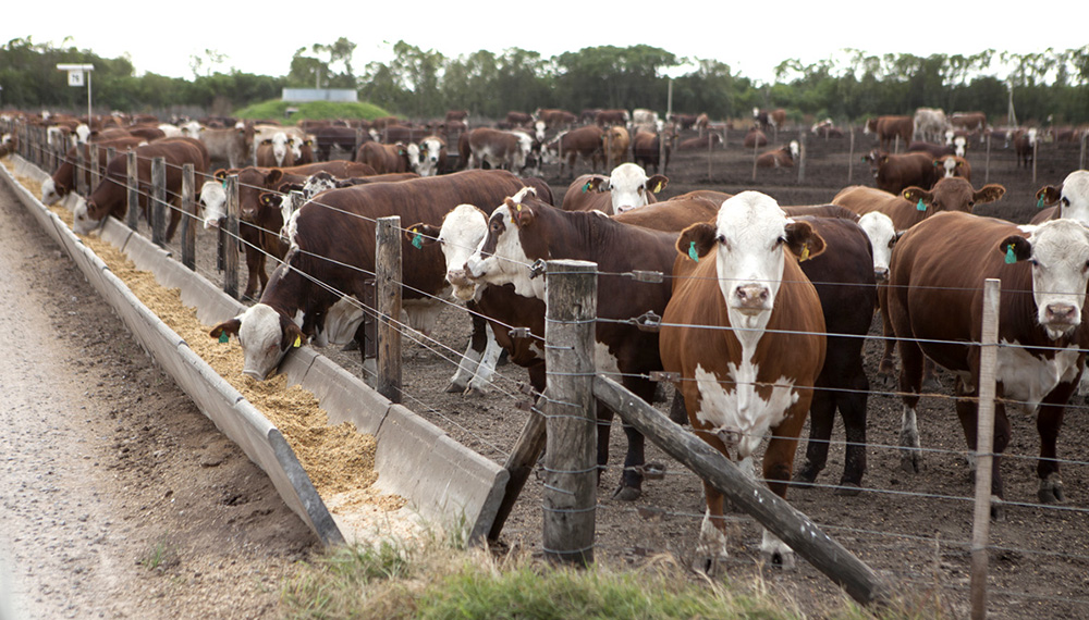 feedlot infocampo