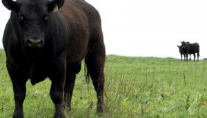pasto hacienda infocampo