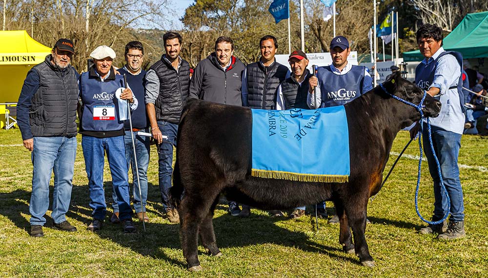 Estos son los Grandes Campeones de la Exposición del Ternero Angus de primavera