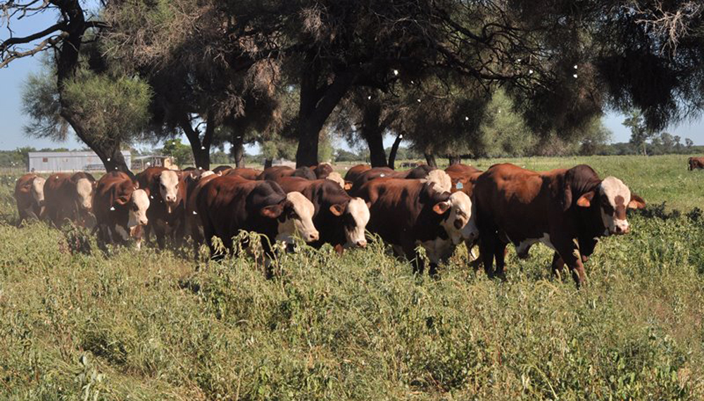 Aseguran que el control de sanidad en toros evita pérdidas de hasta un 30%