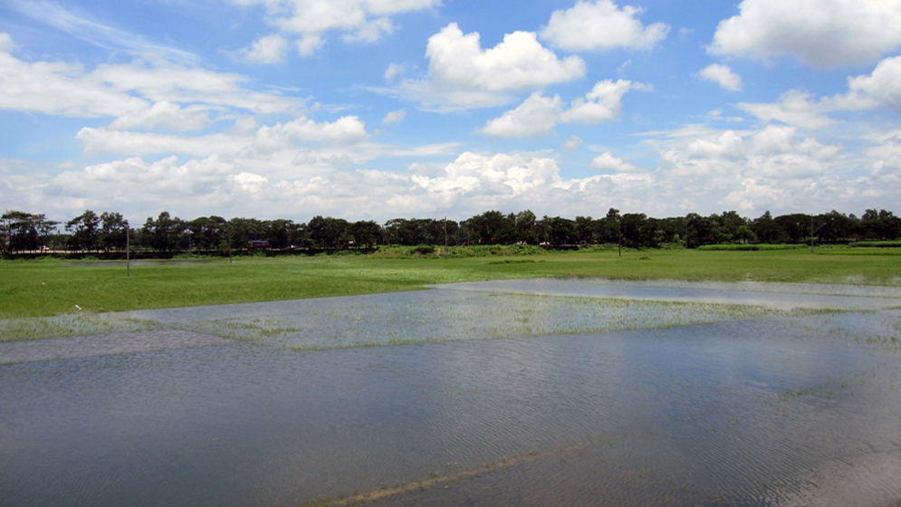 Campos de arroz sumergidos total y parcialmente. Gentileza investigador