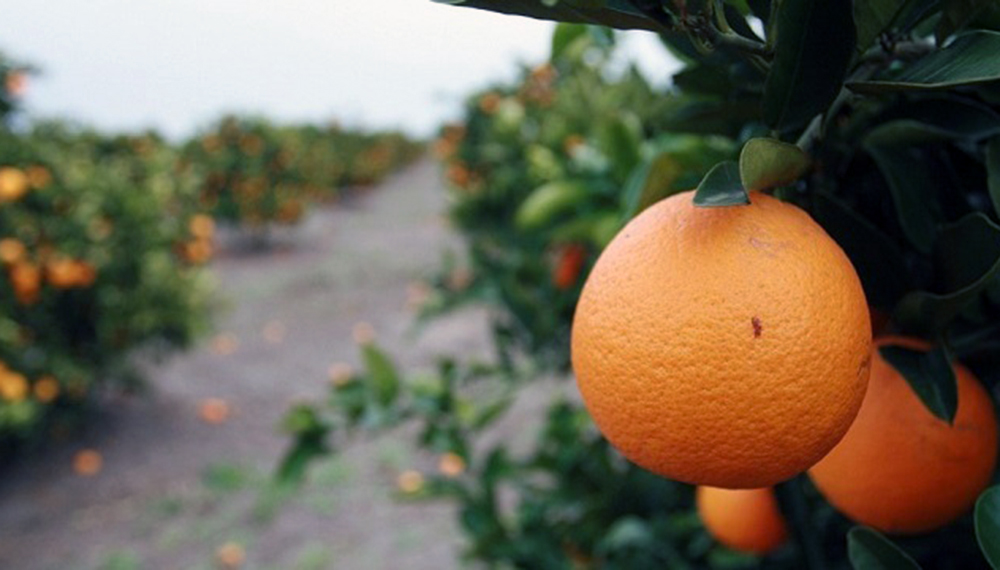 naranjas