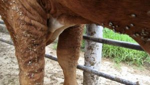 Garrapata en los bovinos