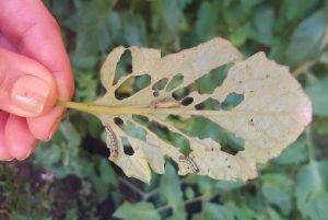 Botiqu&iacute;n verde: c&oacute;mo armar biopreparados para combatir plagas y enfermedades