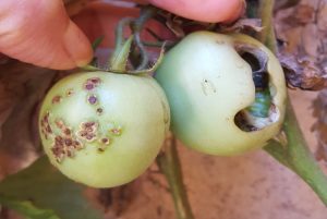 Botiqu&iacute;n verde: c&oacute;mo armar biopreparados para combatir plagas y enfermedades