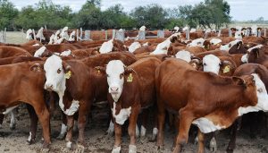 hacienda hereford infocampo