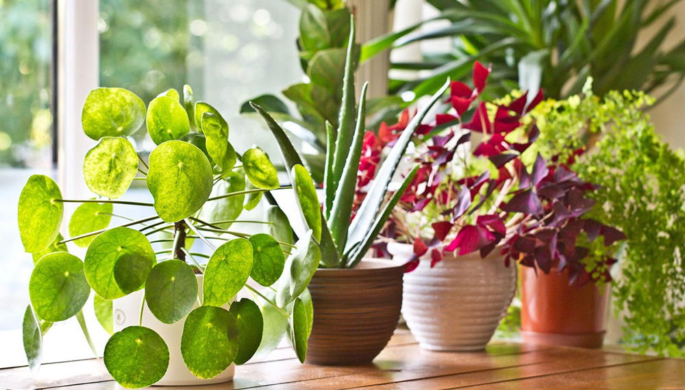 Consejos para que tus plantas de interior estén más saludables ...