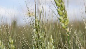 Trigo - Bolsa de Cereales - Retaa