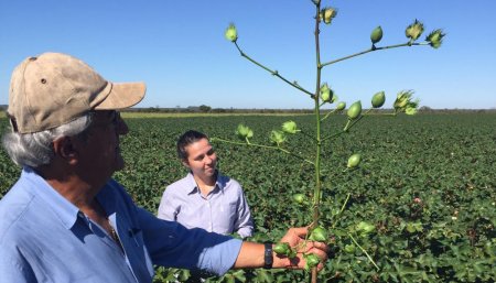 Algodón: reducir brechas de rinde, la clave del éxito productivo