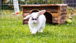 CÓMO CRIAR CONEJOS EN CASA