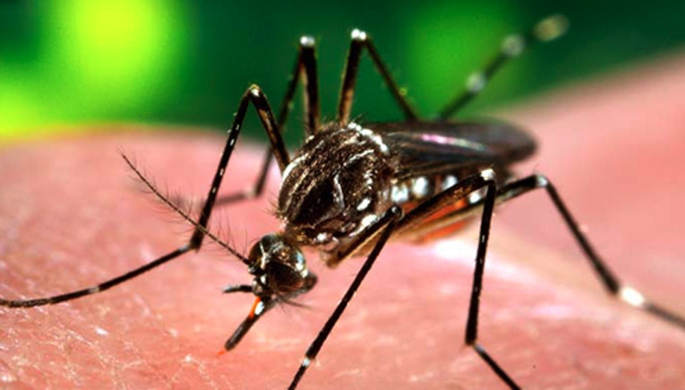 Image result for mosquito de dengue
