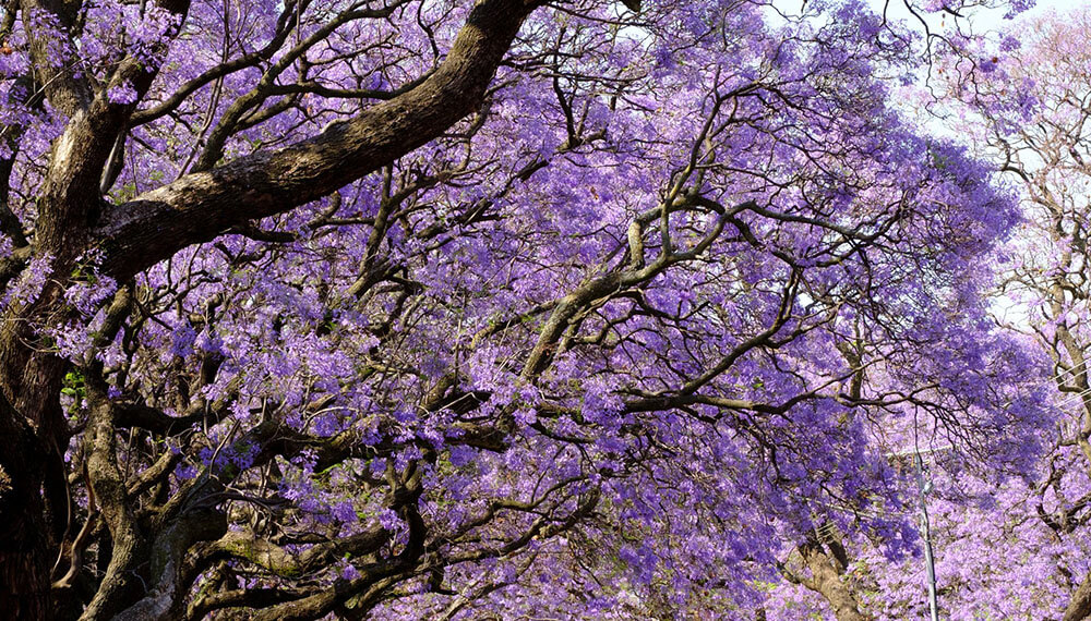 El Jacarandá vuelve a teñir de violeta las calles y hogares del país