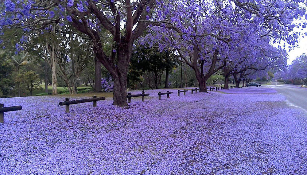 árbol jacaranda fotos 