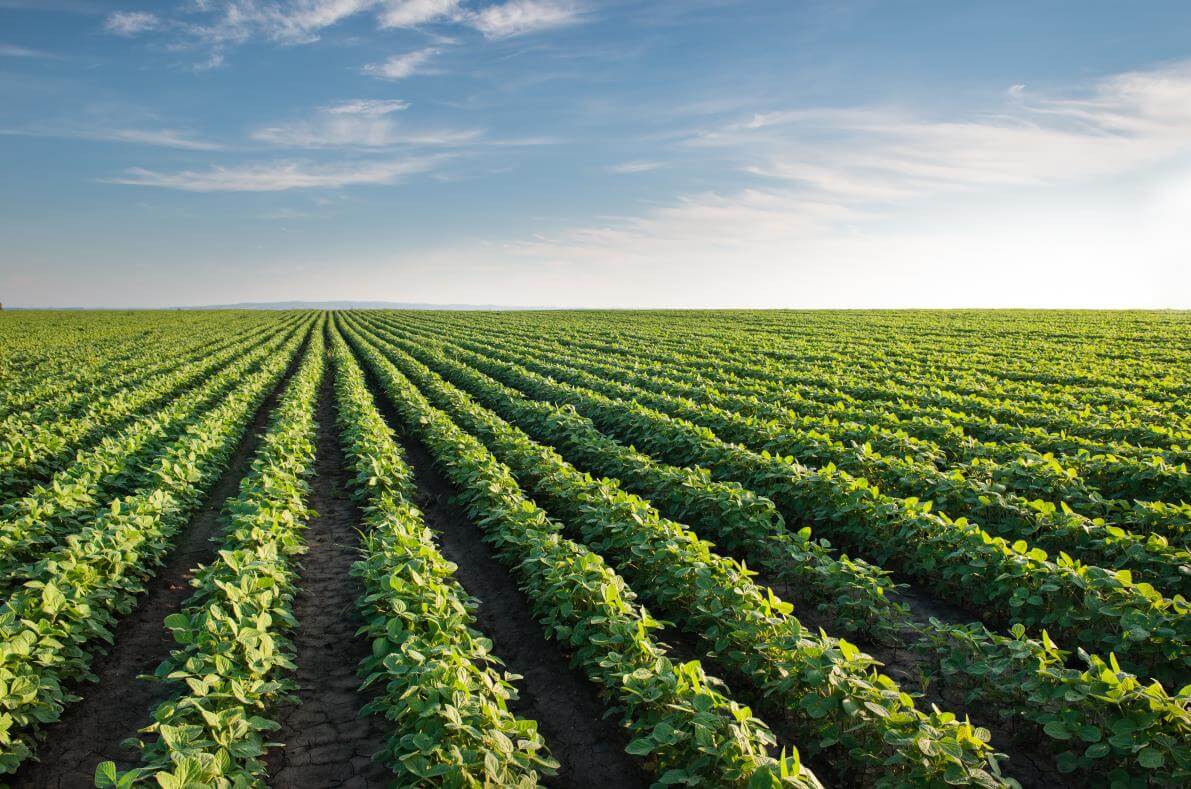 Agricultura soja2 infocampo