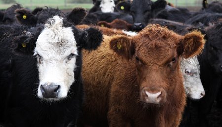 Ganado Brucelosis Senasa